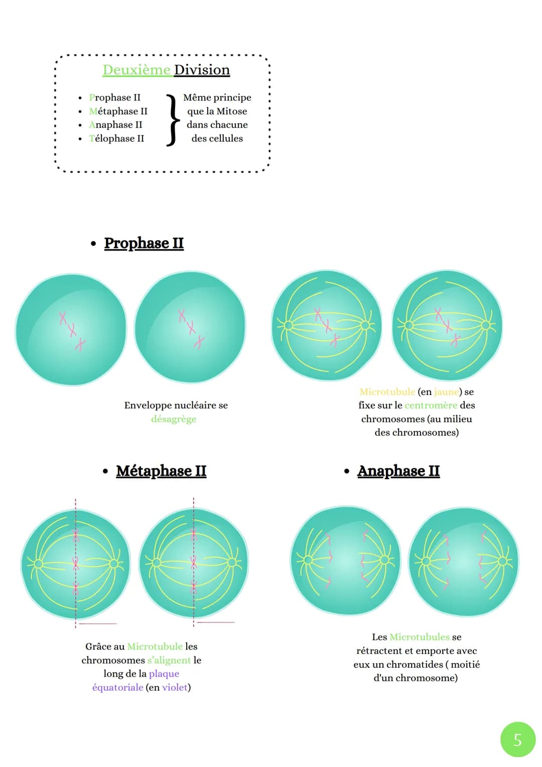 Cycle celullaire
4 Phases
• Phase G1
La division cellulaire chez les eucaryotes
sut
M
(mitose)
. ADN
G2
décondensé
Cellules
grossie
●
Phase 