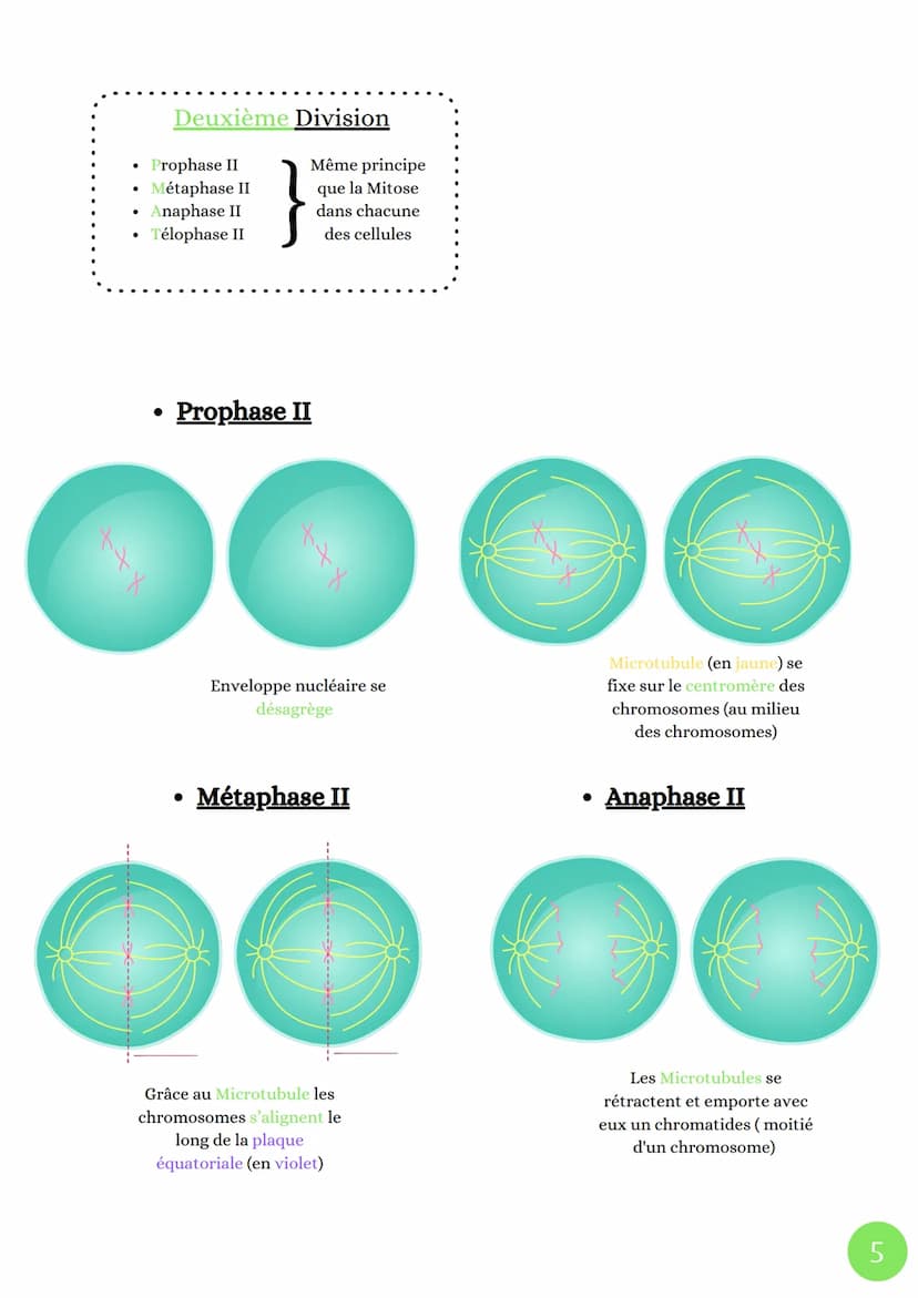Cycle celullaire
4 Phases
• Phase G1
La division cellulaire chez les eucaryotes
sut
M
(mitose)
. ADN
G2
décondensé
Cellules
grossie
●
Phase 