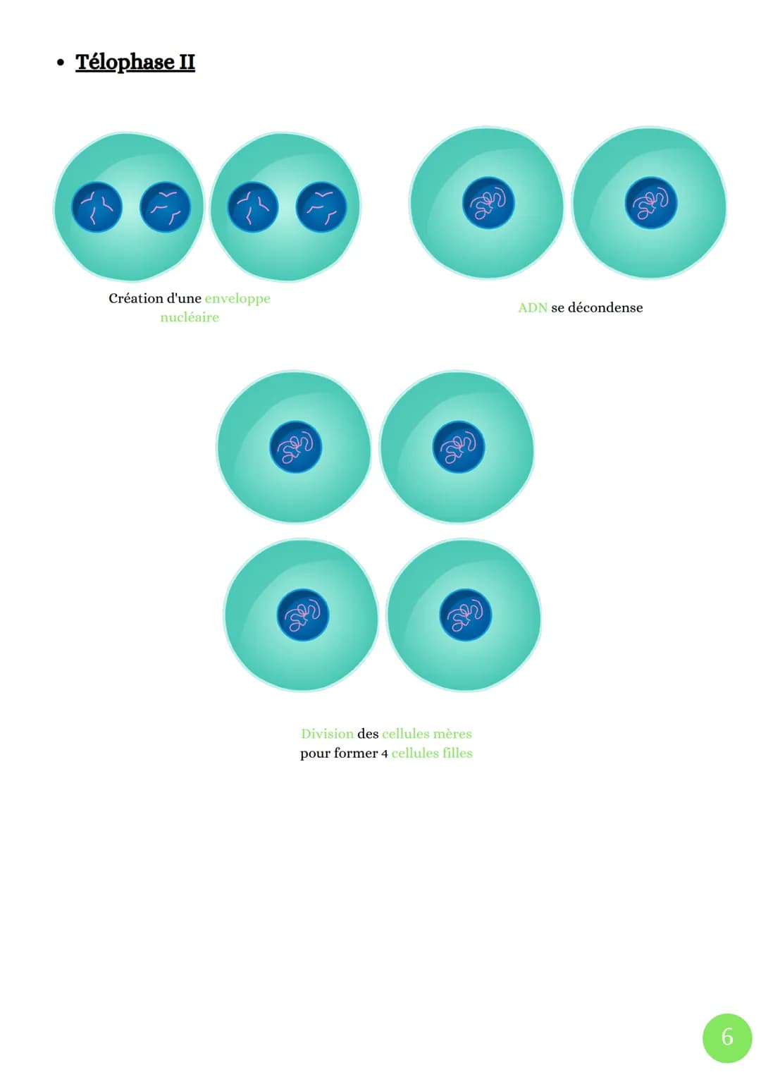 Cycle celullaire
4 Phases
• Phase G1
La division cellulaire chez les eucaryotes
sut
M
(mitose)
. ADN
G2
décondensé
Cellules
grossie
●
Phase 