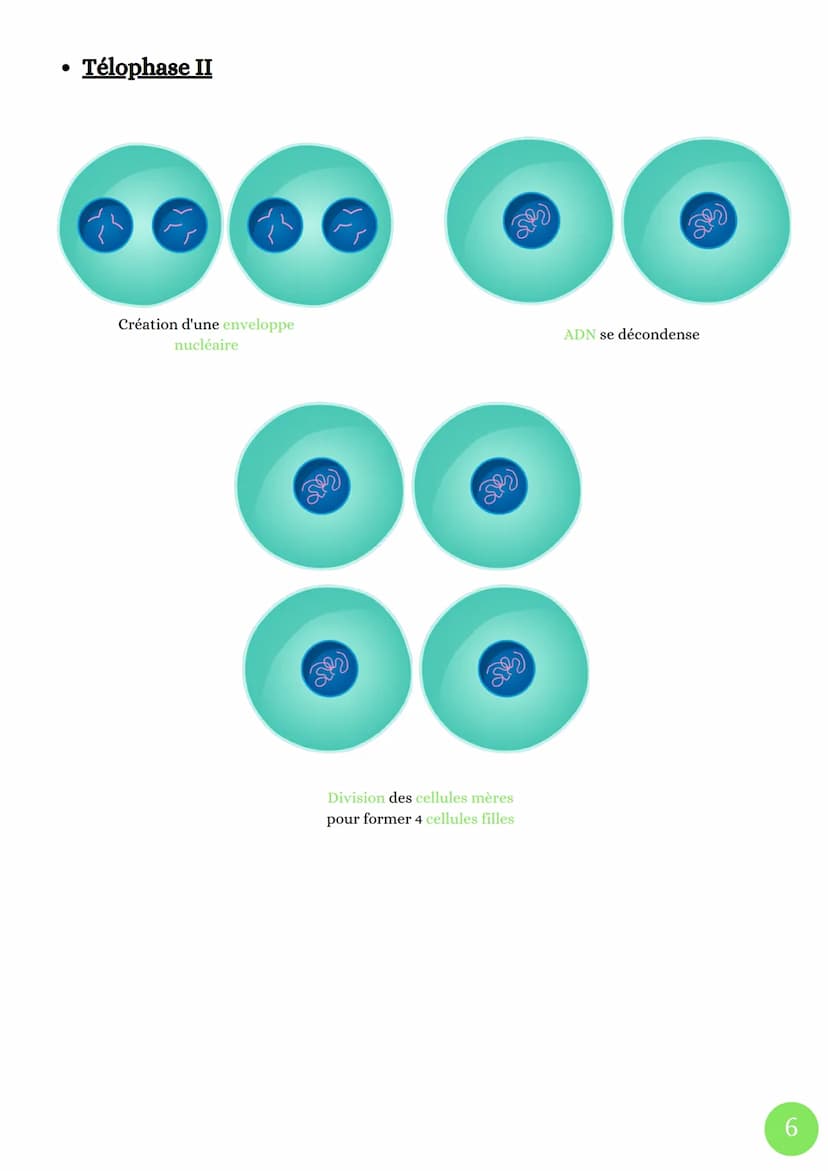 Cycle celullaire
4 Phases
• Phase G1
La division cellulaire chez les eucaryotes
sut
M
(mitose)
. ADN
G2
décondensé
Cellules
grossie
●
Phase 