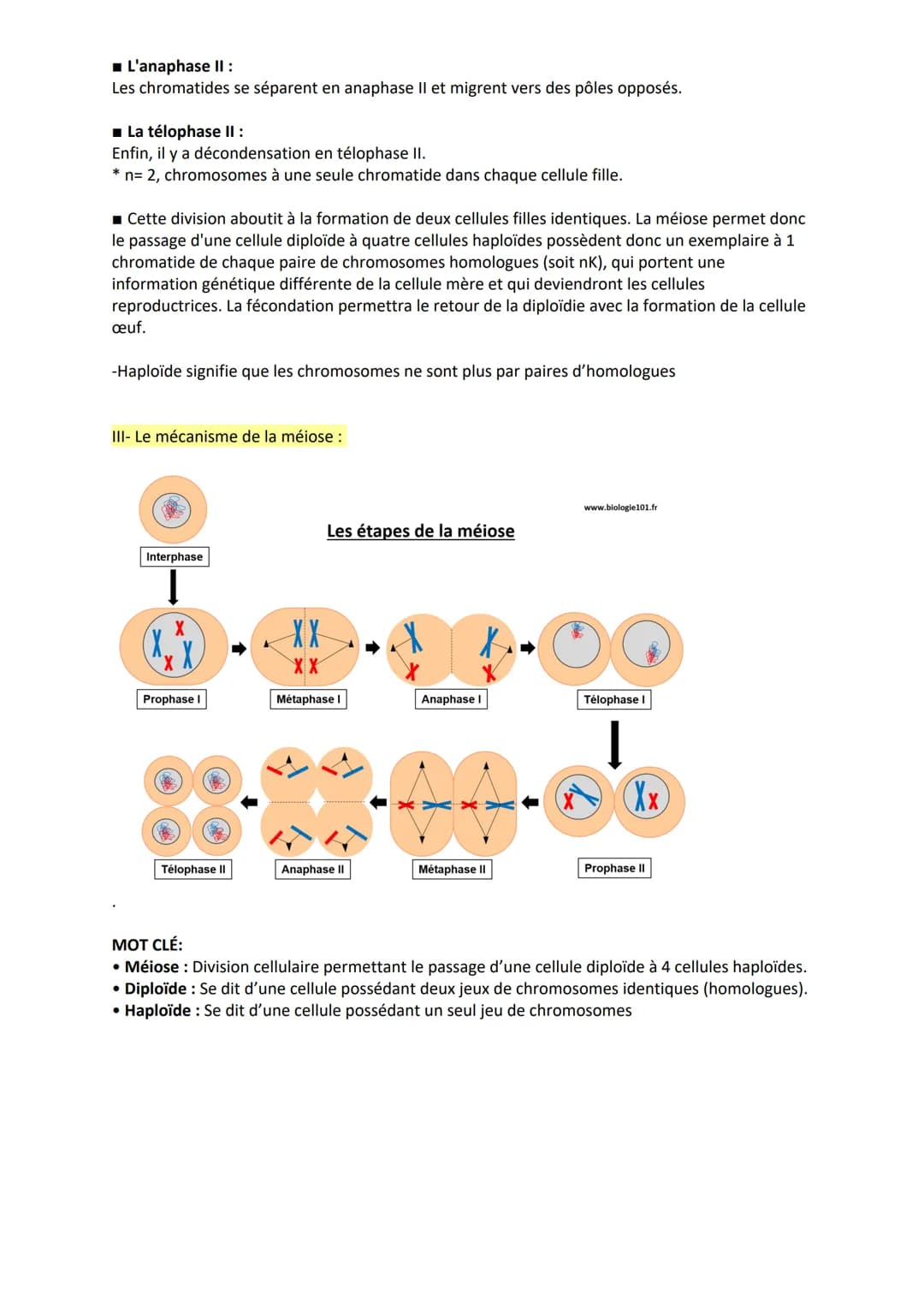La méiose.
La méiose est une suite de deux divisions inséparables, précédées d'une seule réplication de
l'ADN, qui à partir d'une cellule mè