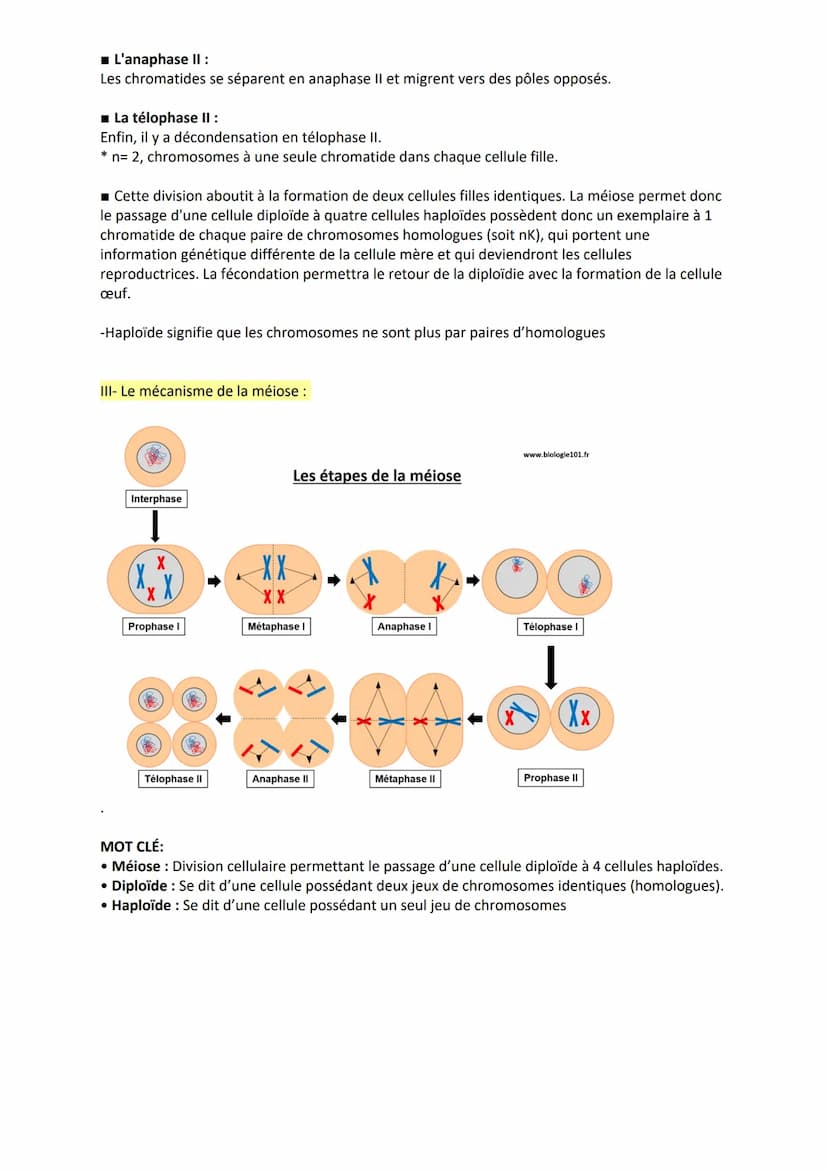 La méiose.
La méiose est une suite de deux divisions inséparables, précédées d'une seule réplication de
l'ADN, qui à partir d'une cellule mè