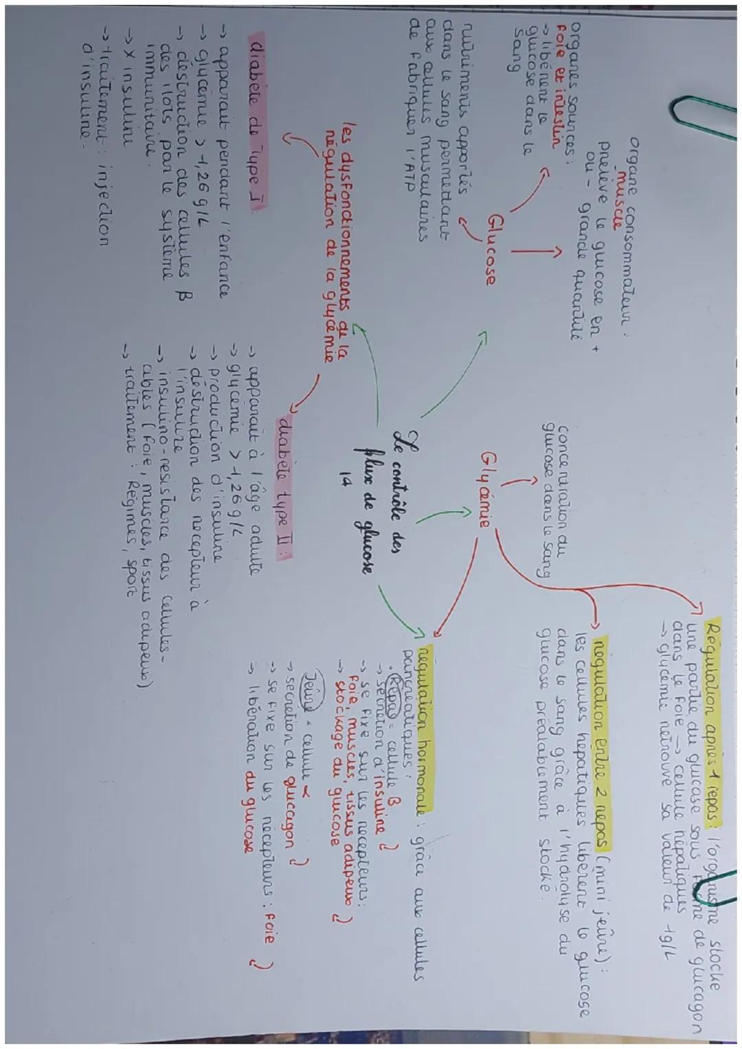 organe consommateur.
muscle
preleve le glucose en +
grande quantule
ou -

organes sources:
fore et intestin
→ liberent l
glucose dans le
San