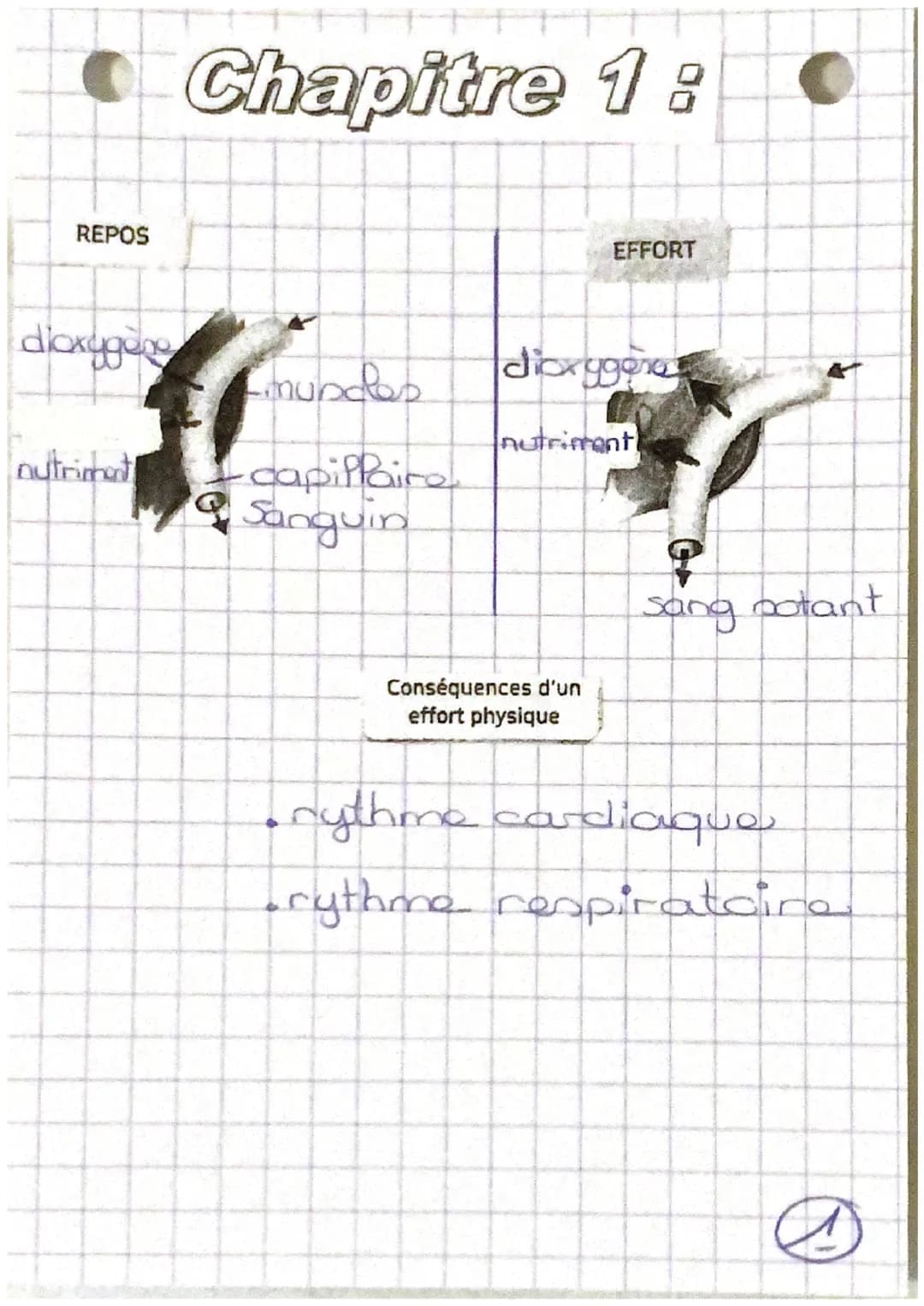Tystèmes
-cardio-respiratoire
nerveux et
santé REPOS
d'oxygène
nutriment
Chapitre 1:
mundes
·capillaire
Sanguin
EFFORT
dioxygena
nutriment
C