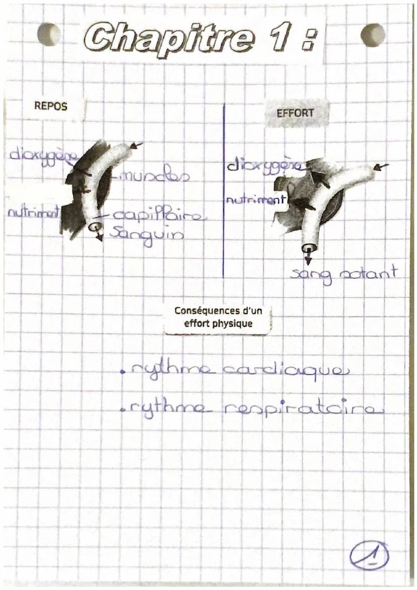 Tystèmes
-cardio-respiratoire
nerveux et
santé REPOS
d'oxygène
nutriment
Chapitre 1:
mundes
·capillaire
Sanguin
EFFORT
dioxygena
nutriment
C