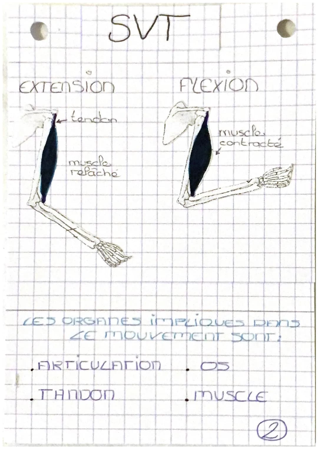 Tystèmes
-cardio-respiratoire
nerveux et
santé REPOS
d'oxygène
nutriment
Chapitre 1:
mundes
·capillaire
Sanguin
EFFORT
dioxygena
nutriment
C