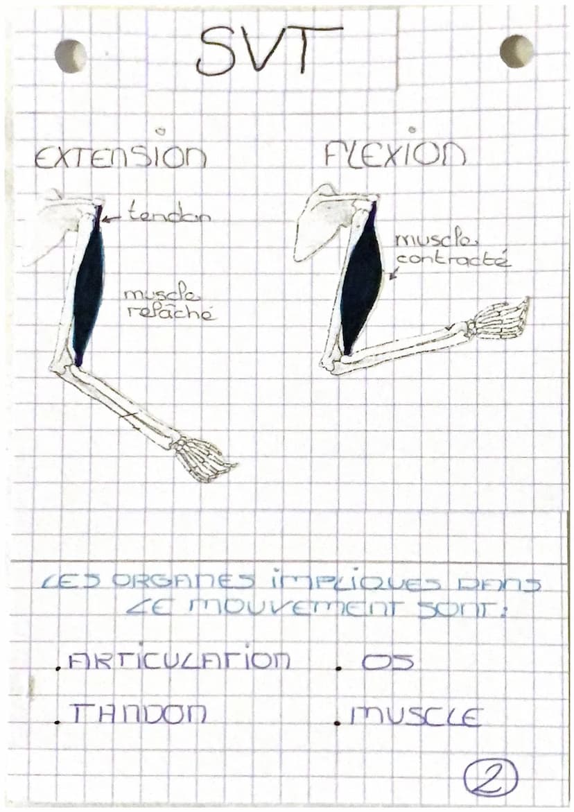 Tystèmes
-cardio-respiratoire
nerveux et
santé REPOS
d'oxygène
nutriment
Chapitre 1:
mundes
·capillaire
Sanguin
EFFORT
dioxygena
nutriment
C