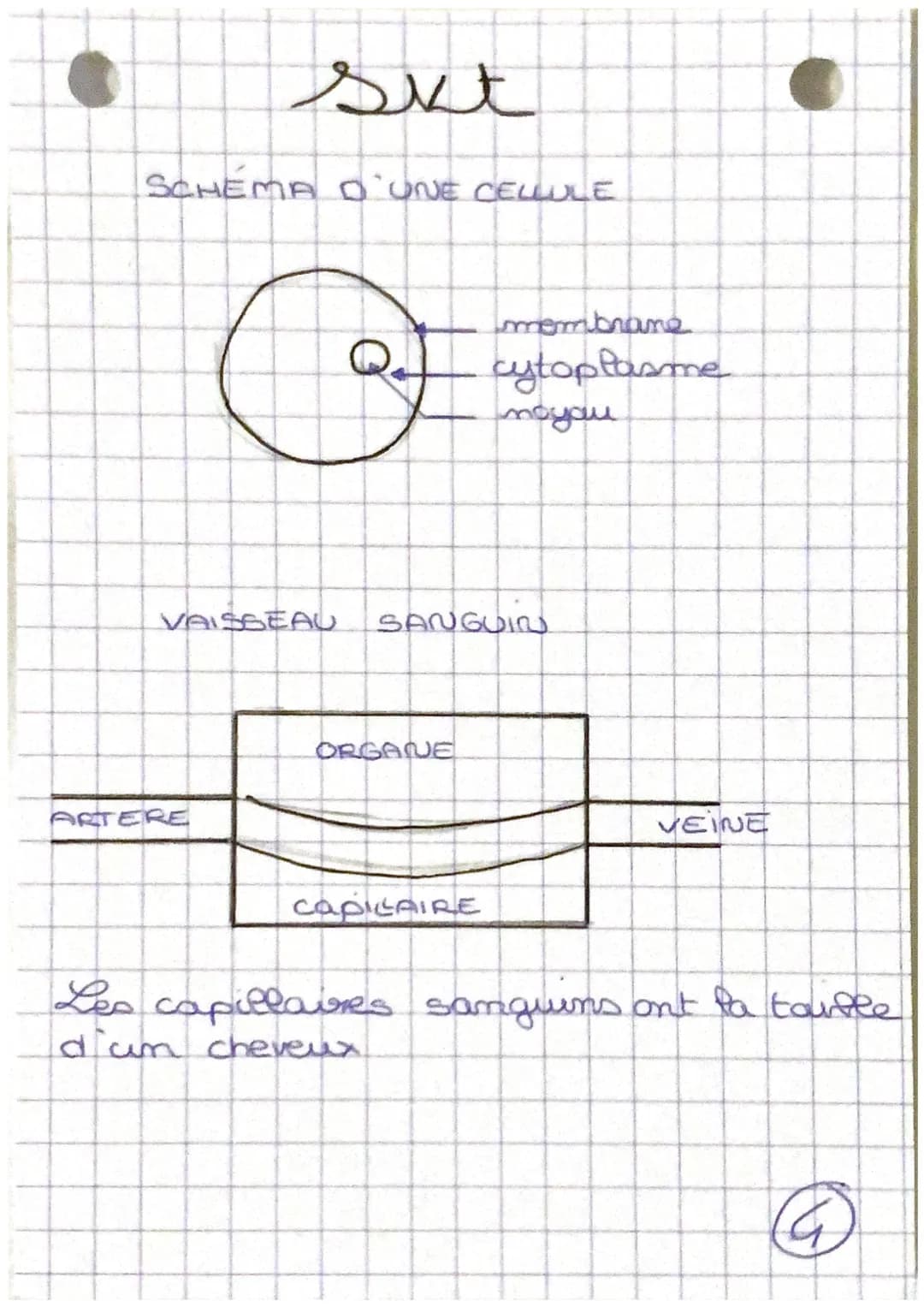Tystèmes
-cardio-respiratoire
nerveux et
santé REPOS
d'oxygène
nutriment
Chapitre 1:
mundes
·capillaire
Sanguin
EFFORT
dioxygena
nutriment
C