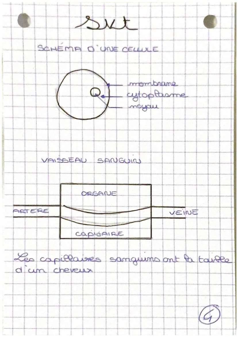 Tystèmes
-cardio-respiratoire
nerveux et
santé REPOS
d'oxygène
nutriment
Chapitre 1:
mundes
·capillaire
Sanguin
EFFORT
dioxygena
nutriment
C