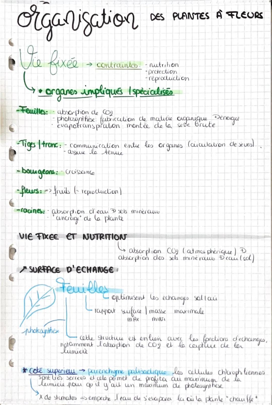 # organisation DES PLANTES À FLEURS

De fixce

→contraintos nutrition.

-protection

-reproduction

* organes impliqués Ispécialisés

-Feuil