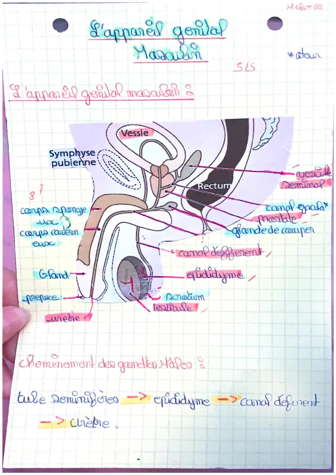 I'appareil genital masculer :
masalan
Symphyse
pubienne
8
сегра пропале
MDC 3
carps cavem
eux
Gland
L'apparel genital
Masculin
prepuce
webe
