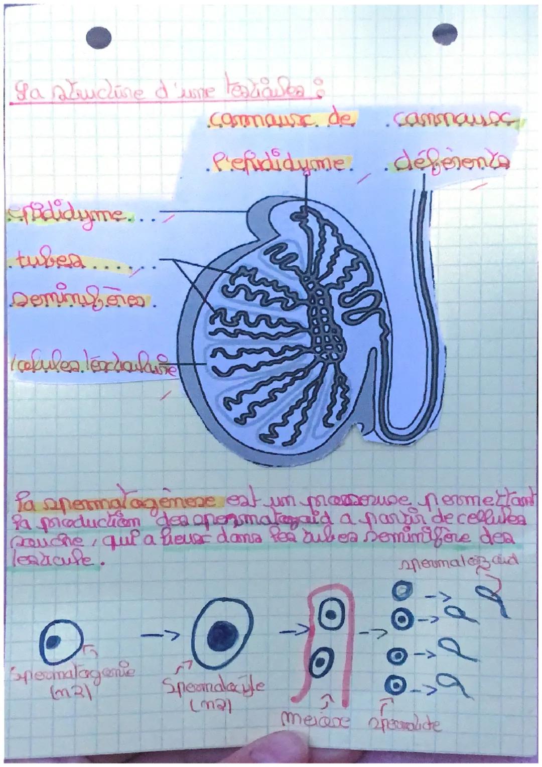 I'appareil genital masculer :
masalan
Symphyse
pubienne
8
сегра пропале
MDC 3
carps cavem
eux
Gland
L'apparel genital
Masculin
prepuce
webe
