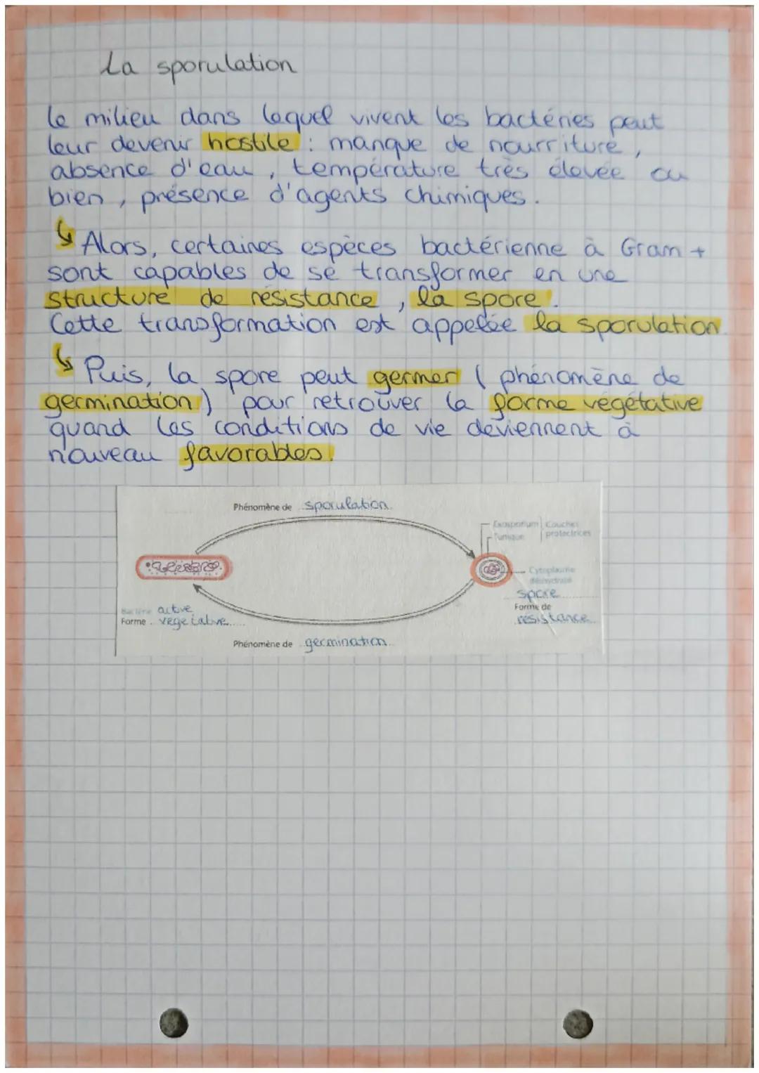 # Jere

la croissance des
bactéries

la reproduction bactérienne

MPA
Bio

Une bacterie se reproduit en se diusont.
en deux collutes por un 