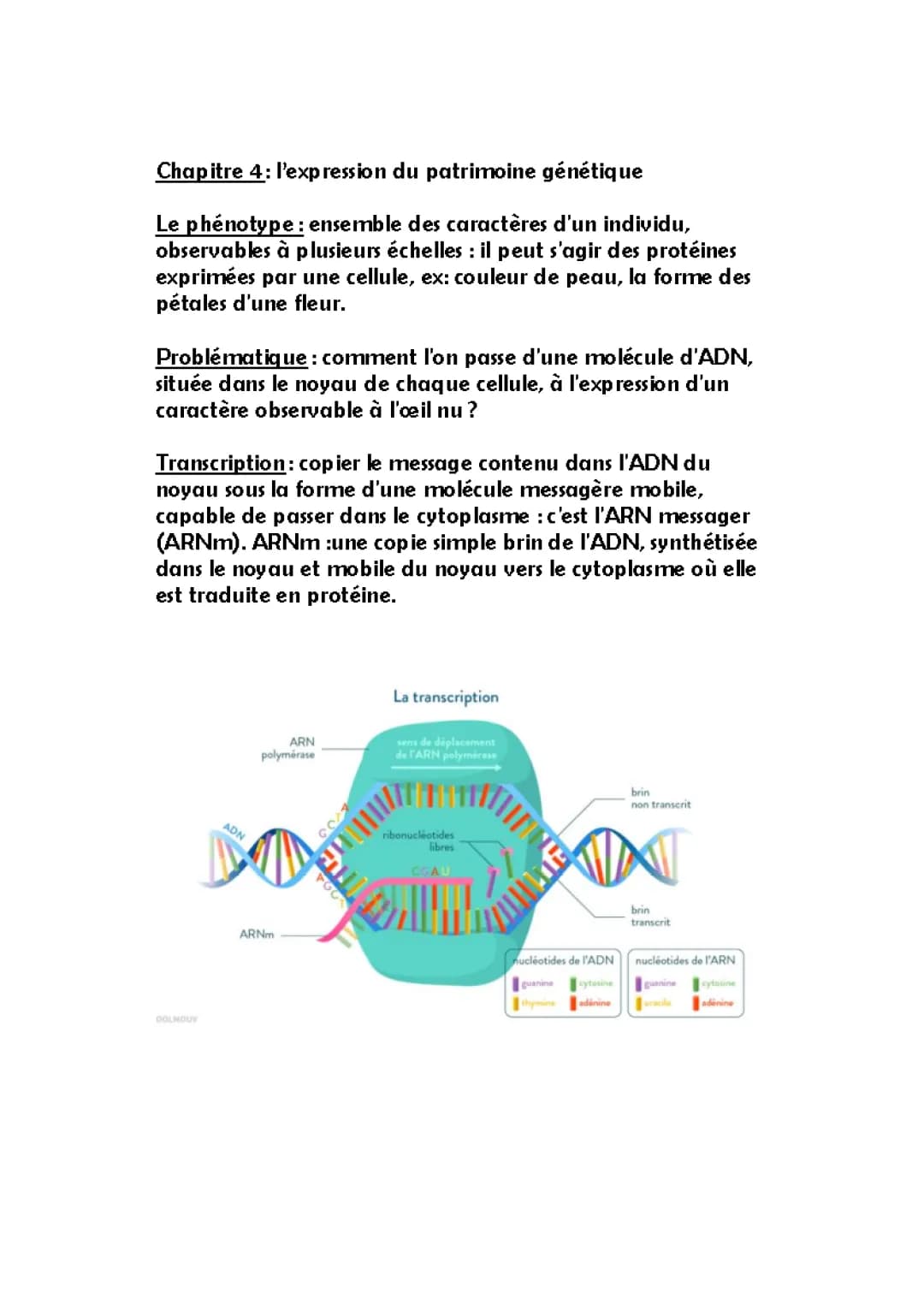 Comment l'ADN Se Transforme en ARNm et Devient une Protéine