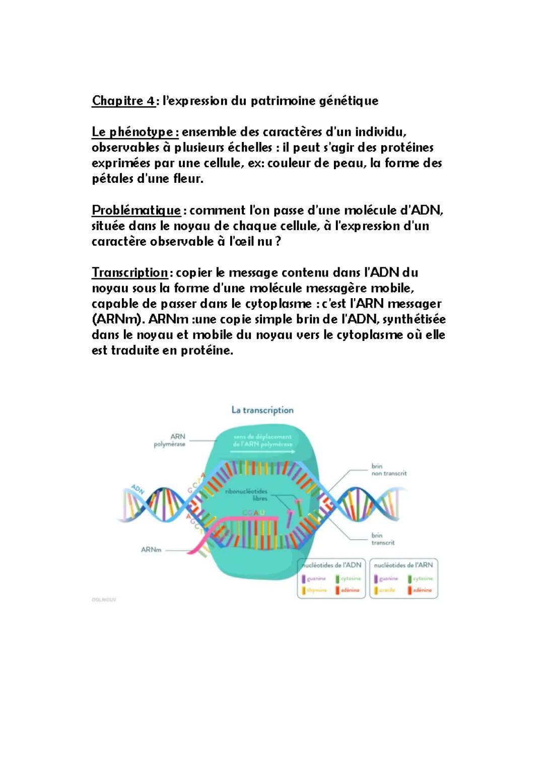 Comment l'ADN Se Transforme en ARNm et Devient une Protéine