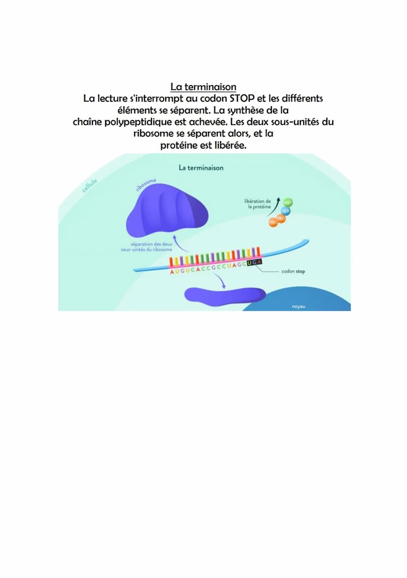 Chapitre 4: l'expression du patrimoine génétique
Le phénotype: ensemble des caractères d'un individu,
observables à plusieurs échelles : il 