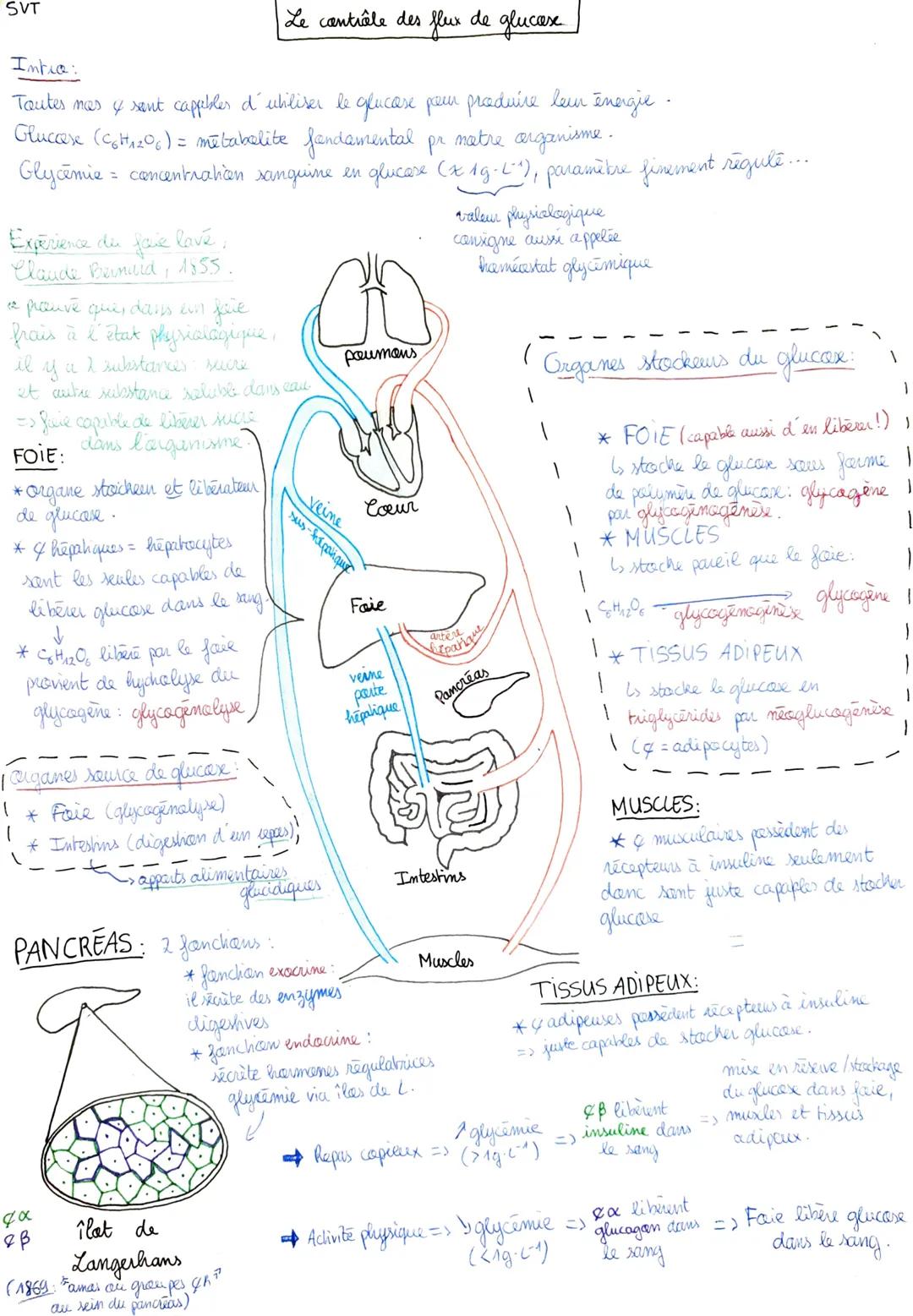 SVT

Le contrôle des flux de glucose

Intro:
Toutes mes y sent cappbler d' utiliser le glucase pem produire leur énergie
Gluccese (C₆H₁₂O₆) 