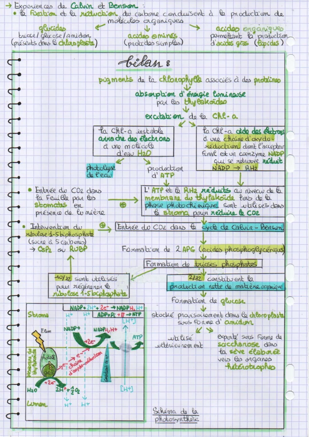chapitre 2:
la plante productrice de matière
organique
thème 2
partie A
introduction :
Groissance de la plante =
division celle lave
Angatio