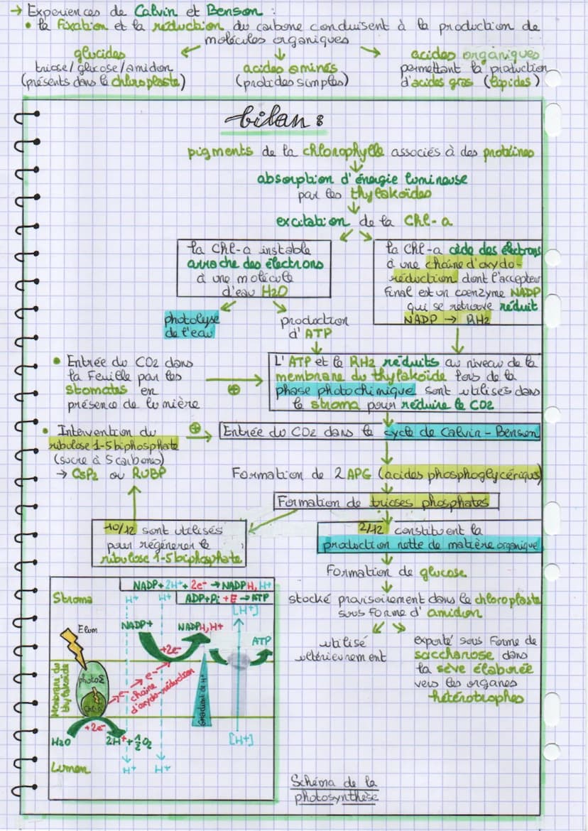 chapitre 2:
la plante productrice de matière
organique
thème 2
partie A
introduction :
Groissance de la plante =
division celle lave
Angatio