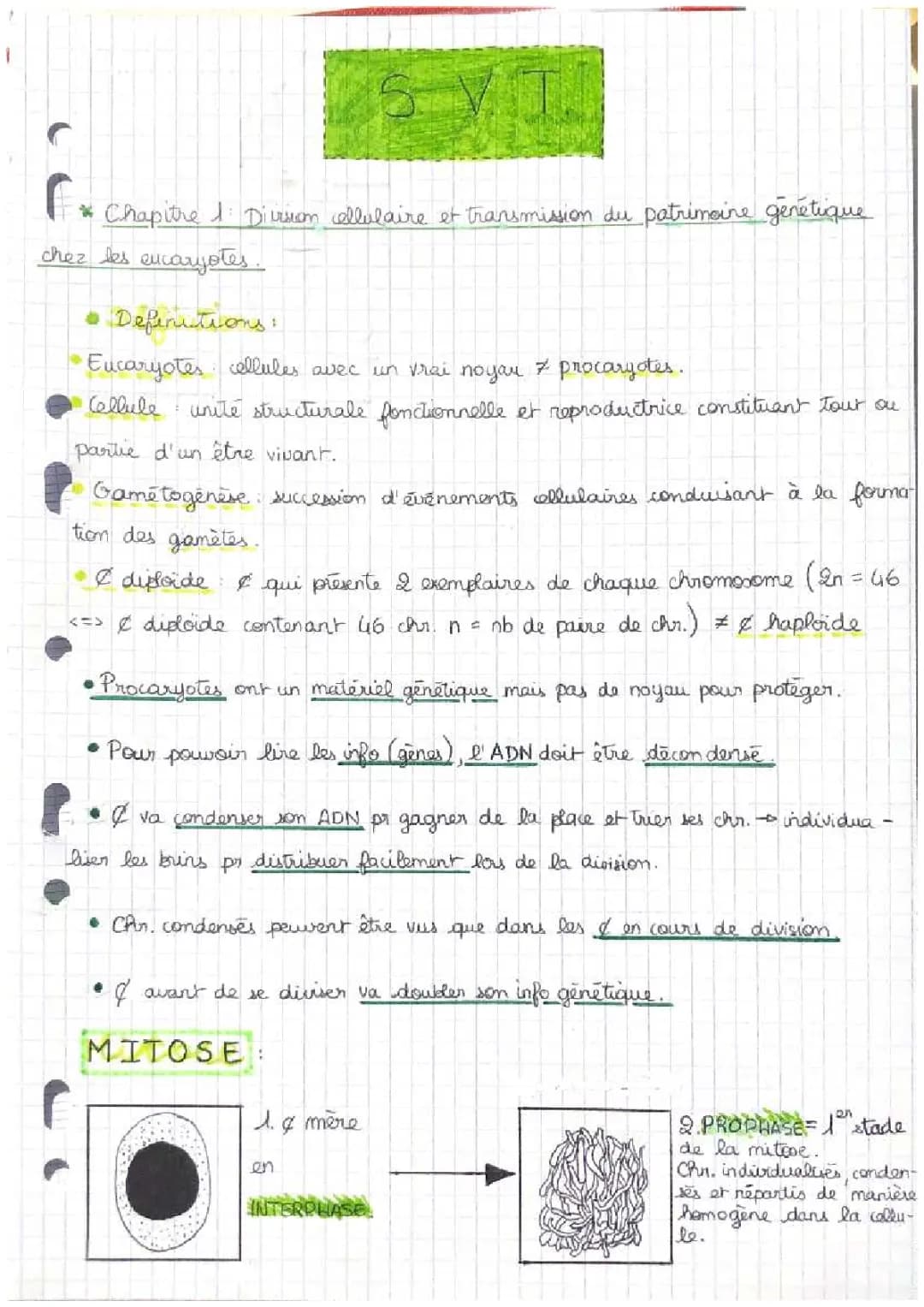 Division cellulaire et transmission du patrimoine génétique chez les eucaryotes