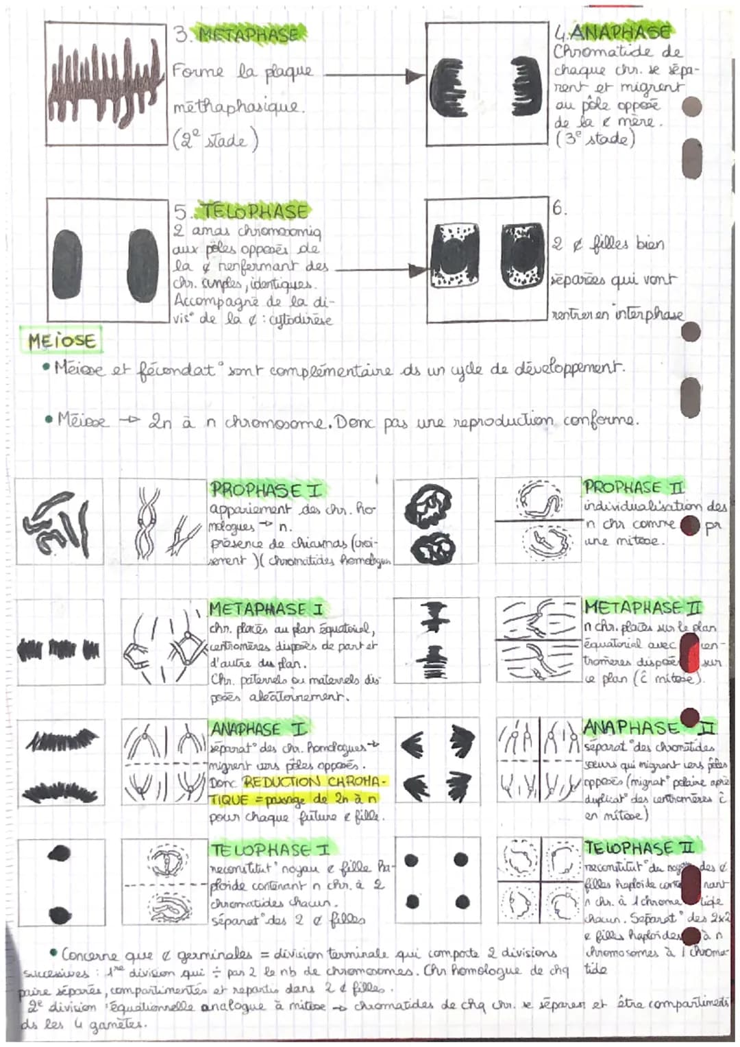 * Chapitre 1 Division cellulaire et transmission du patrimoine genetique
chez les eucaryotes.
• Definitions:
Eucaryotes cellules avec un vra