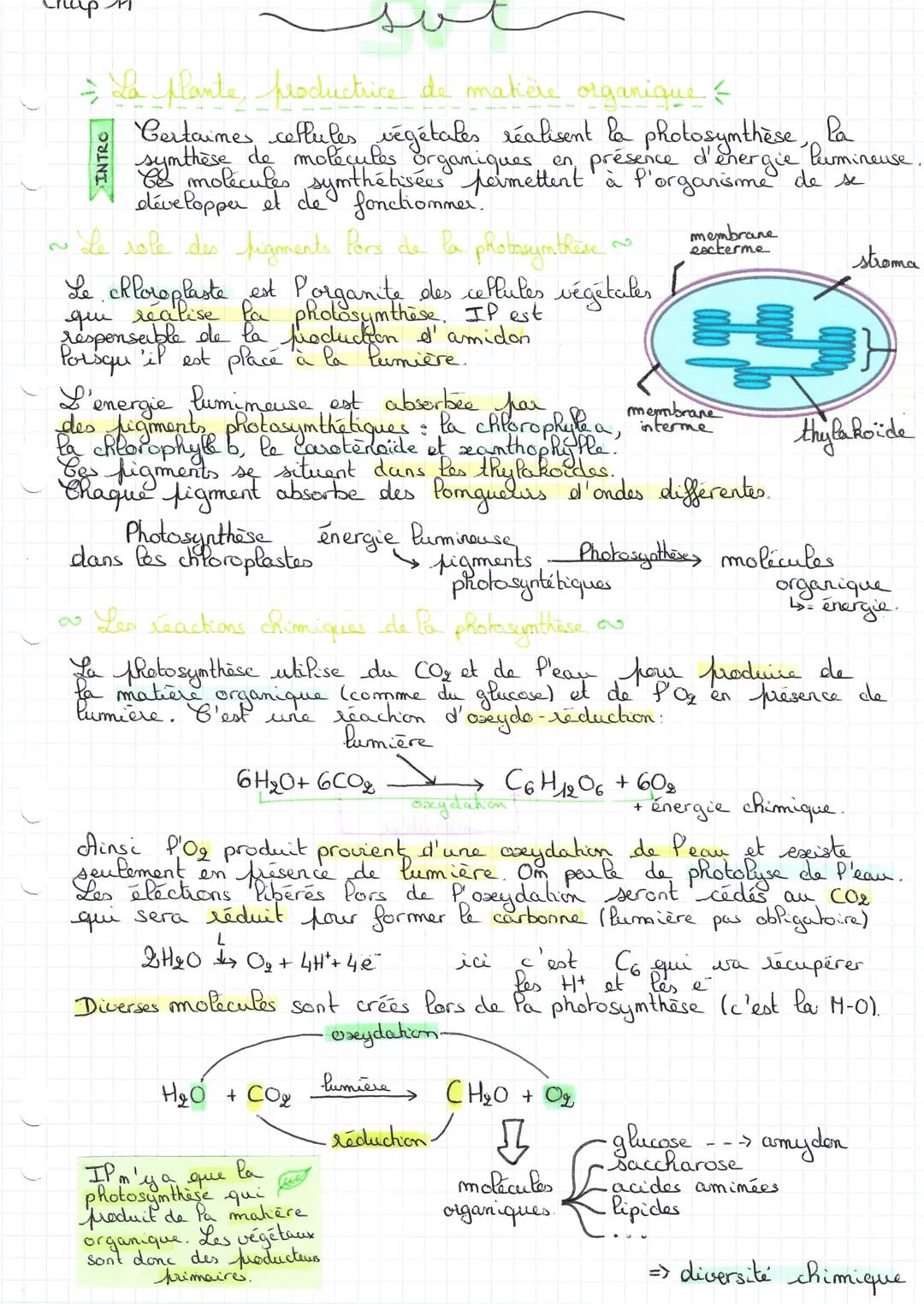 > La plante, productrice de matière organique <
Certaines cellules végétales réalisent la photosynthèse, la
synthèse de molécules organiques