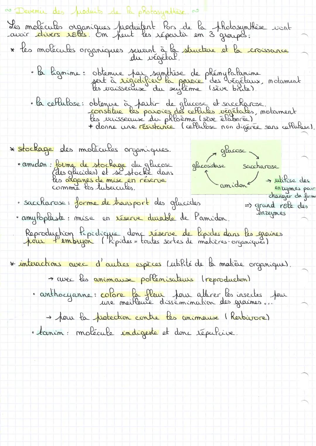 > La plante, productrice de matière organique <
Certaines cellules végétales réalisent la photosynthèse, la
synthèse de molécules organiques