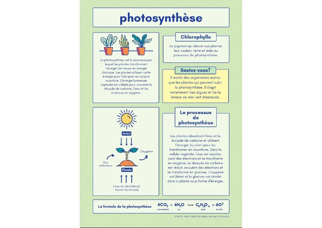 Photosynthèse : Schéma et Explication Simple
