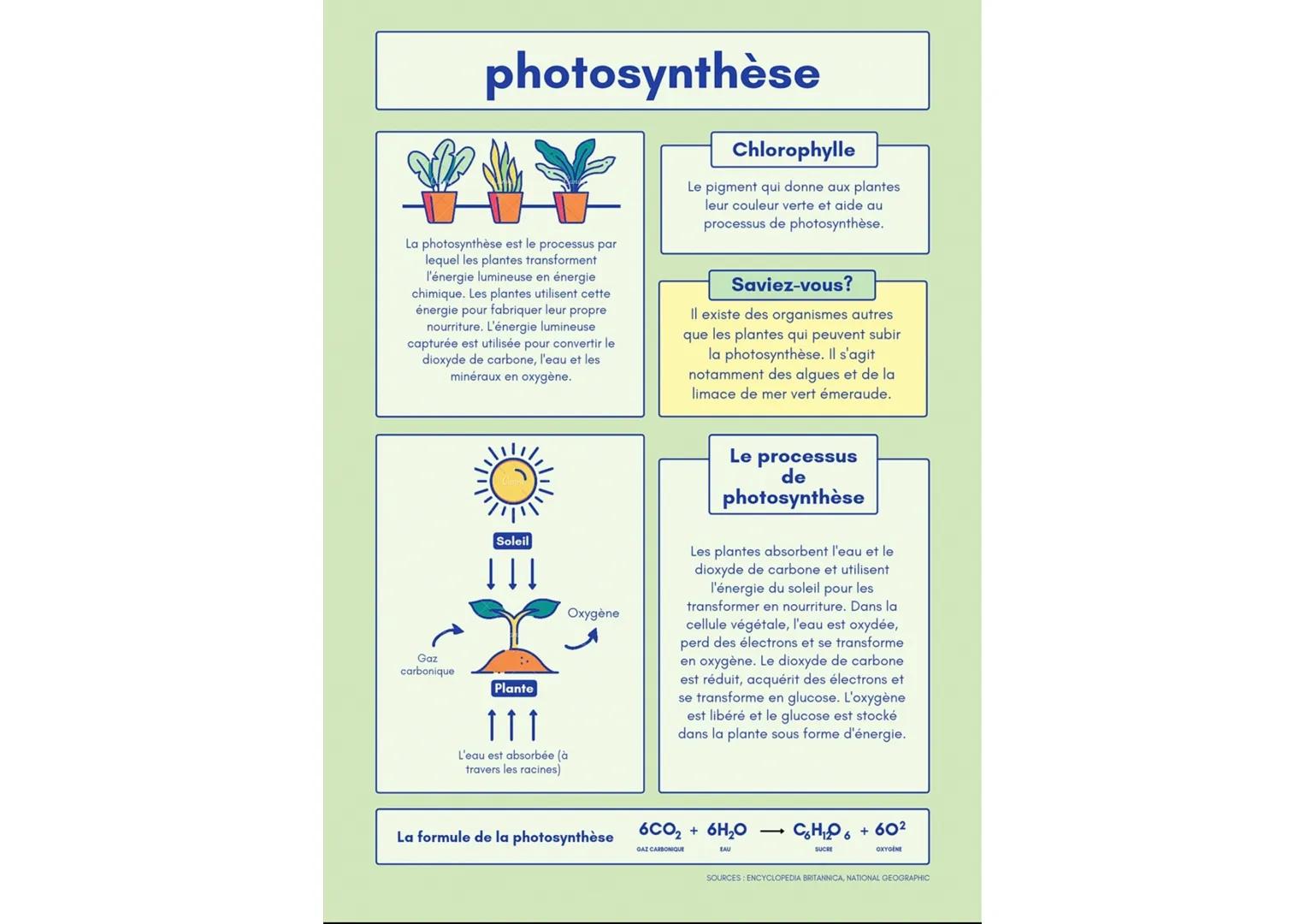 photosynthèse
La photosynthèse est le processus par
lequel les plantes transforment
l'énergie lumineuse en énergie
chimique. Les plantes uti