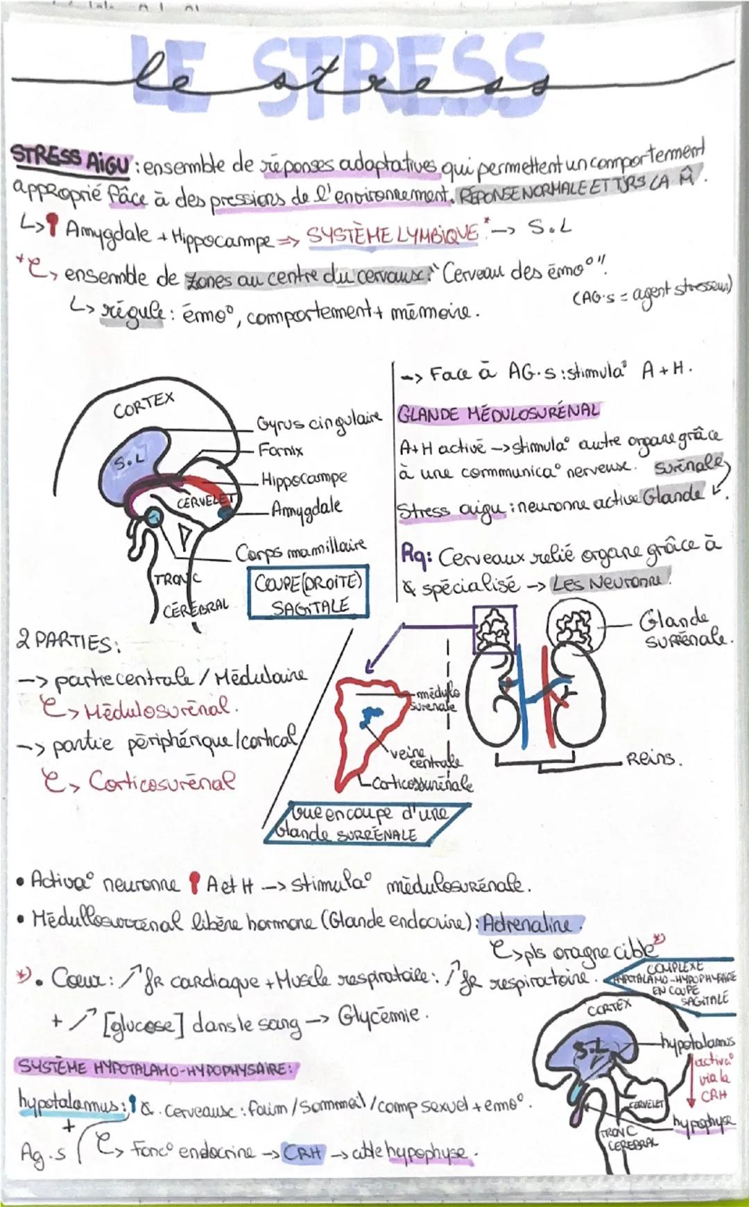 # le stress

STRESS AIGU: ensemble de réponses adaptatives, qui permettent un comportement
approprié fâce à des pressions de l' environement