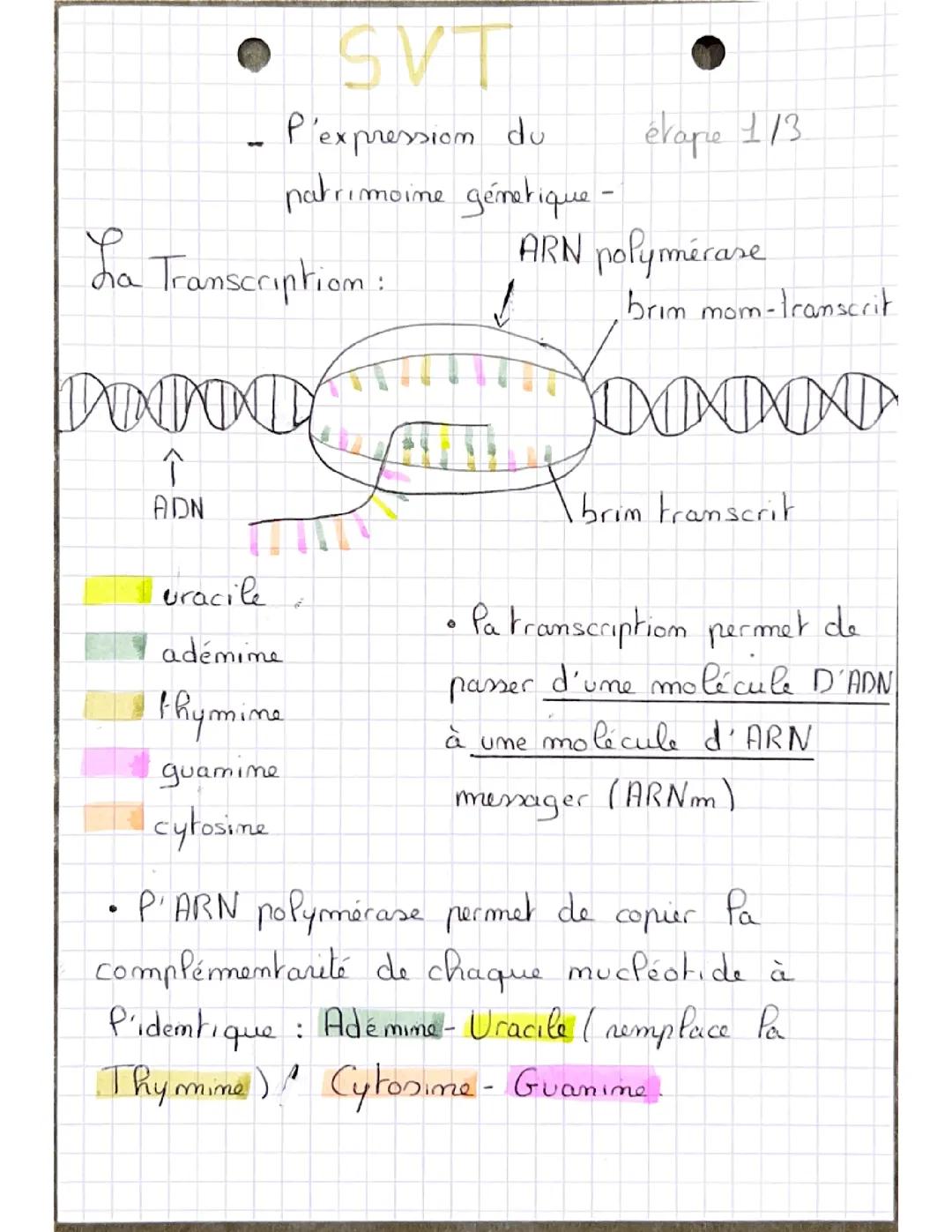 Expression du patrimoine génétique 