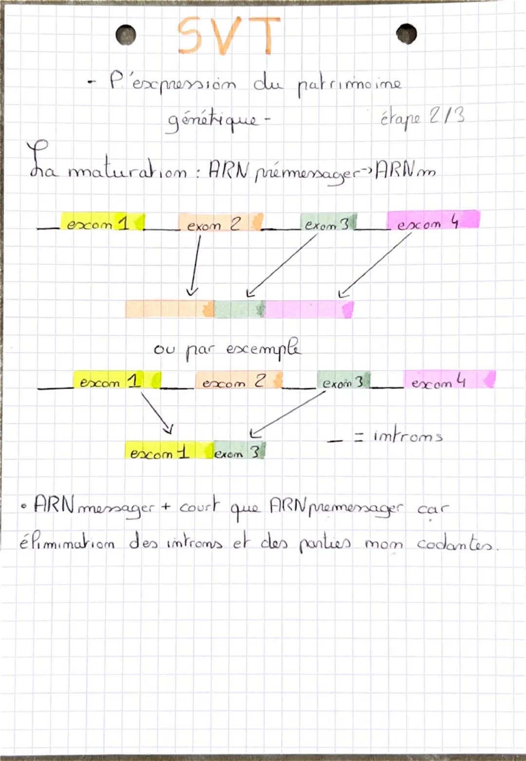 ● SVT
-
•P'expression du.
patrimoine gemetique
La Transcription:
DININ
个
ADN
uracile
étape 113
ARN polymerase
brim mom-Transcrit
0
adémime
t