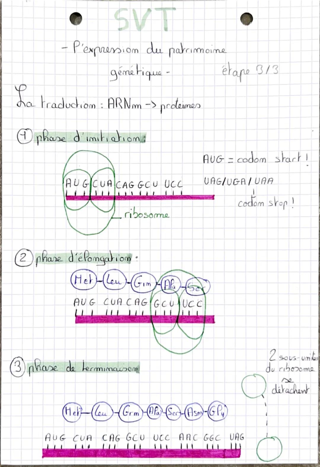 ● SVT
-
•P'expression du.
patrimoine gemetique
La Transcription:
DININ
个
ADN
uracile
étape 113
ARN polymerase
brim mom-Transcrit
0
adémime
t