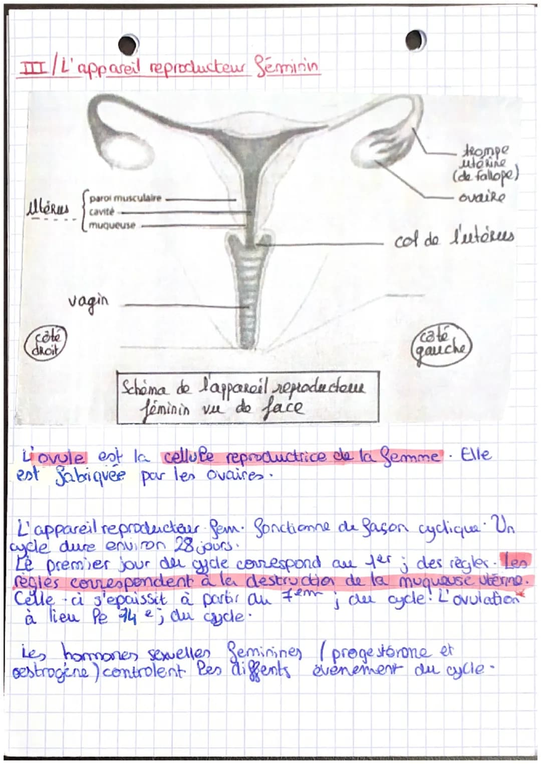 SVT: THB
REPRODUCTION ET COMPORTEMENT
SEXUEL RESPONSABLE
2
changement chez le Garçon
.. la voix qui mue (pomme d'Adan)
- développement de la