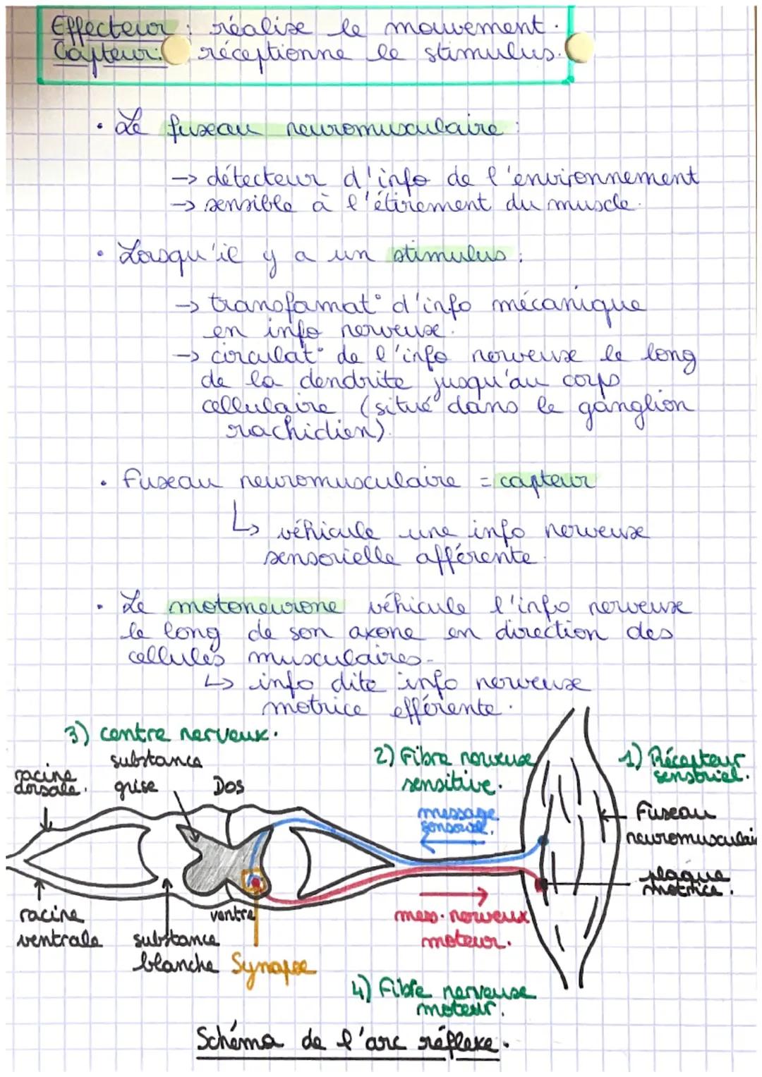 # Coys humain et
sante
C
# Chapitre 1: Les réflexes : des mouvements
involontaires

Le réflexe est la contraction automatique
d'un muscle en