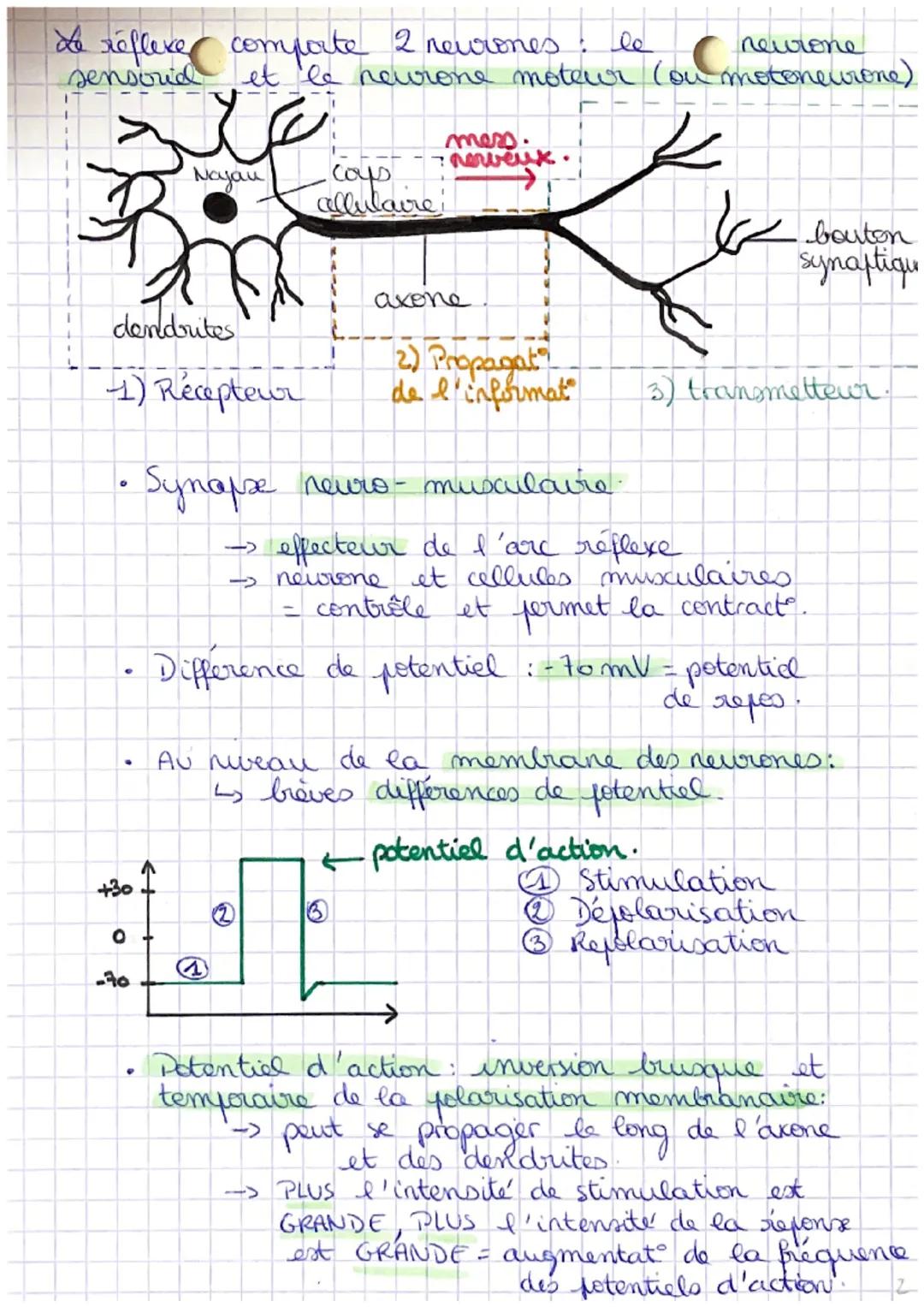# Coys humain et
sante
C
# Chapitre 1: Les réflexes : des mouvements
involontaires

Le réflexe est la contraction automatique
d'un muscle en