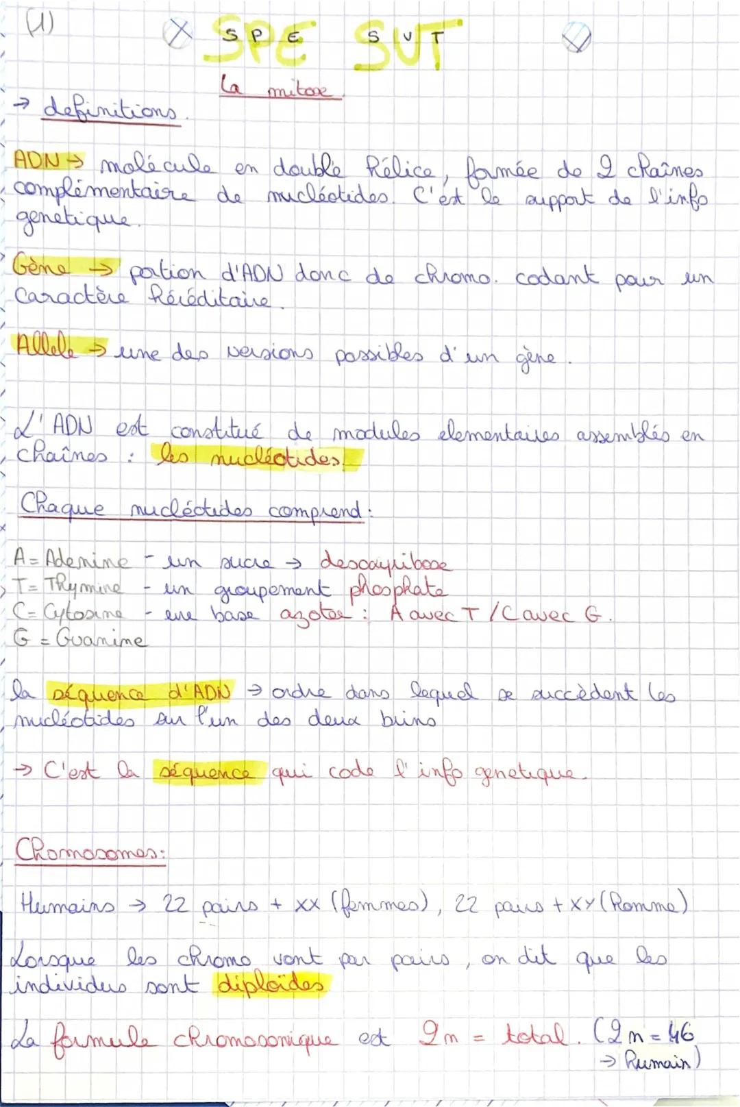 Matériel génétique: Les 4 phases de la mitose et comment elle conserve l'information génétique