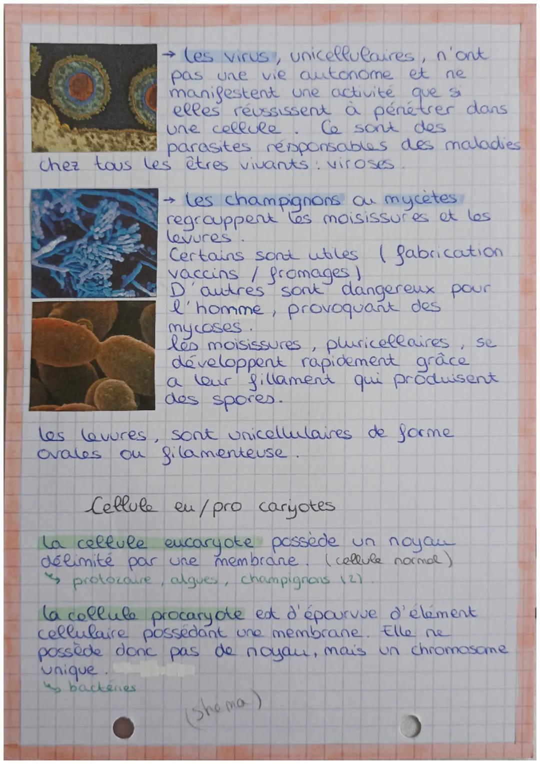 Mère
la diversité du
monde microbien
les micro- organismes sont des êtres vivants
infiniment petits. Certains sont susceptibles
de causer de
