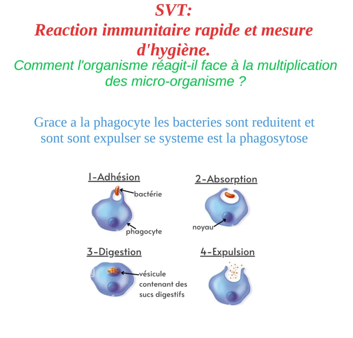 SVT:
Reaction immunitaire rapide et mesure
d'hygiène.
Comment l'organisme réagit-il face à la multiplication
des micro-organisme?
Grace a la