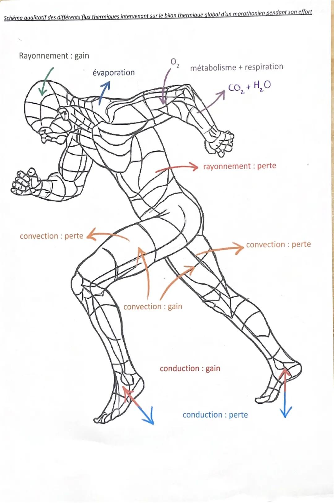 Schéma qualitatif des différents flux thermiques intervenant sur le bilan thermique global d'un marathonien pendant son effort
Rayonnement: 