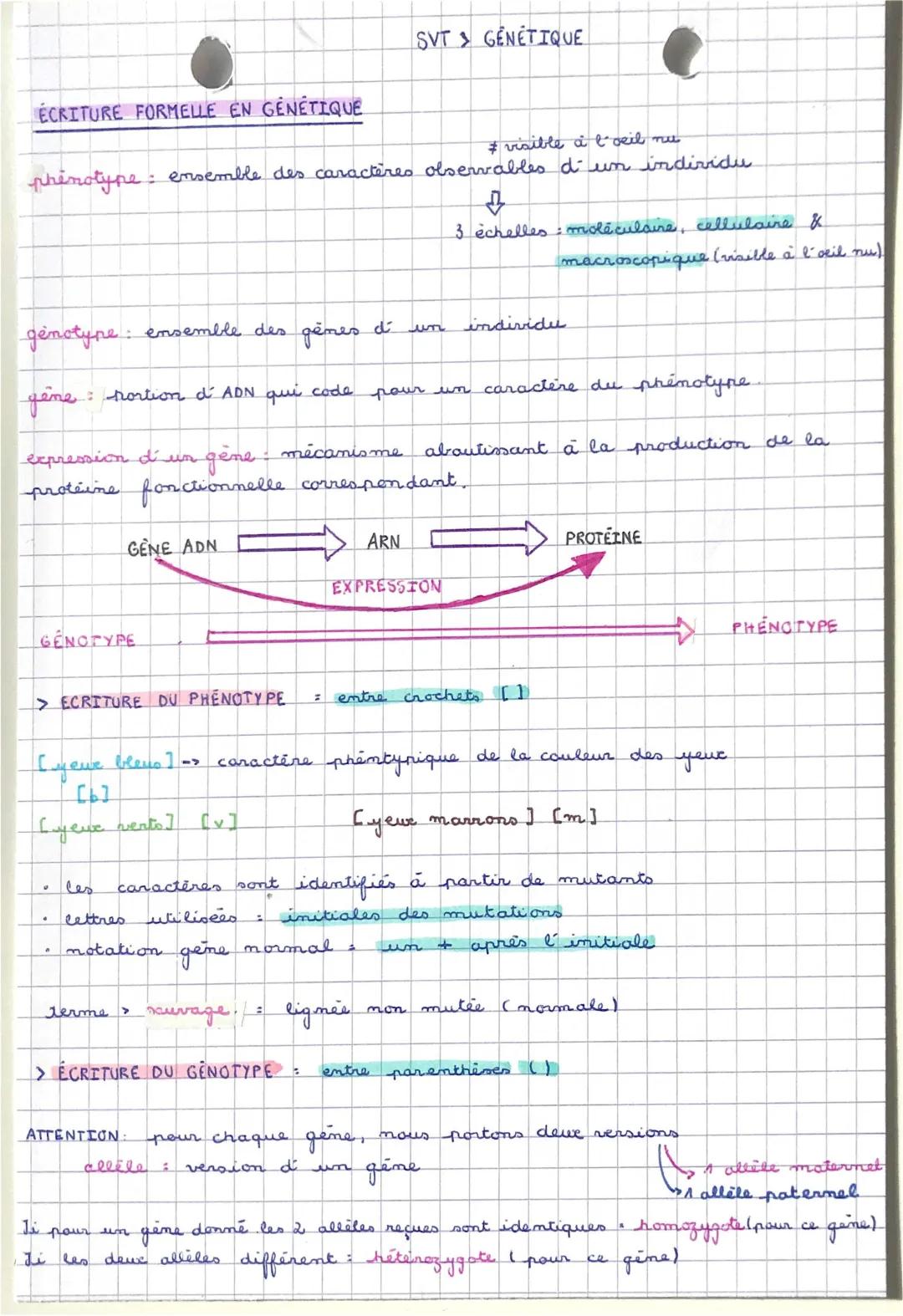 écriture formelle en génétique