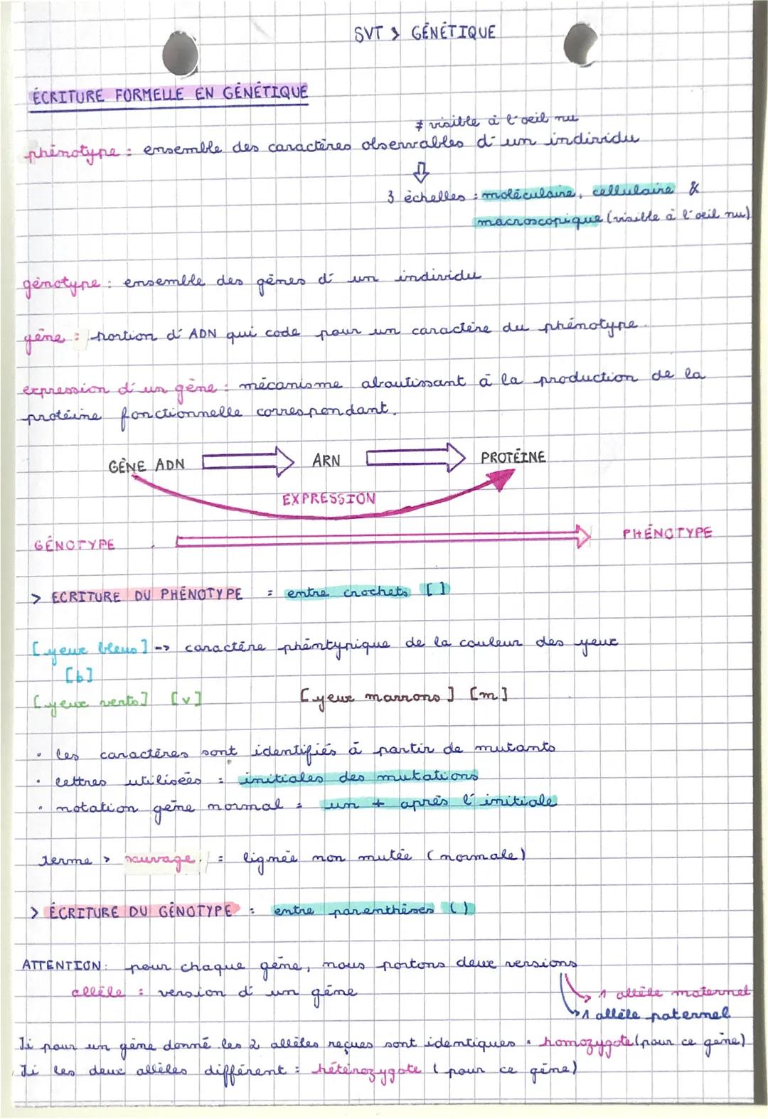 ECRITURE FORMELLE EN GÉNÉTIQUE
#visible à l'oeil nu
phenotype : ensemble des caractères observables d´ un individu
+
3 échelles moléculaire,