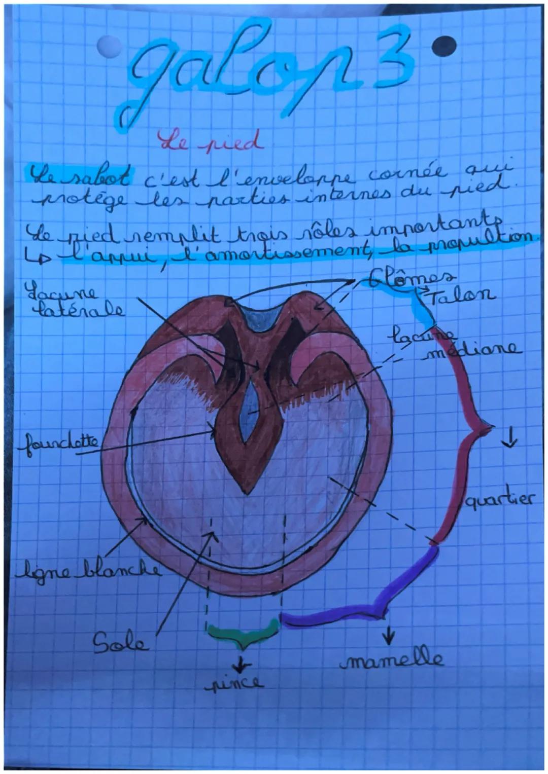 •
・galop 3.
Le pied
qui
Le sabot c'est l'enveloppe cornée
Motège les parties internes du pied.
de
-pied remplit rôles importants
L'appui re 