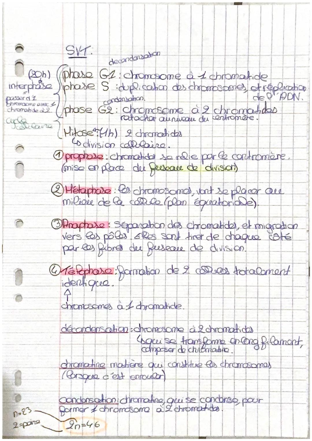 SVT.
decondensation

(206) (phase $G_1$: chromosome à 1 chromatide
interphase phase S duplication des chromosomes, et réplication
passord 2
