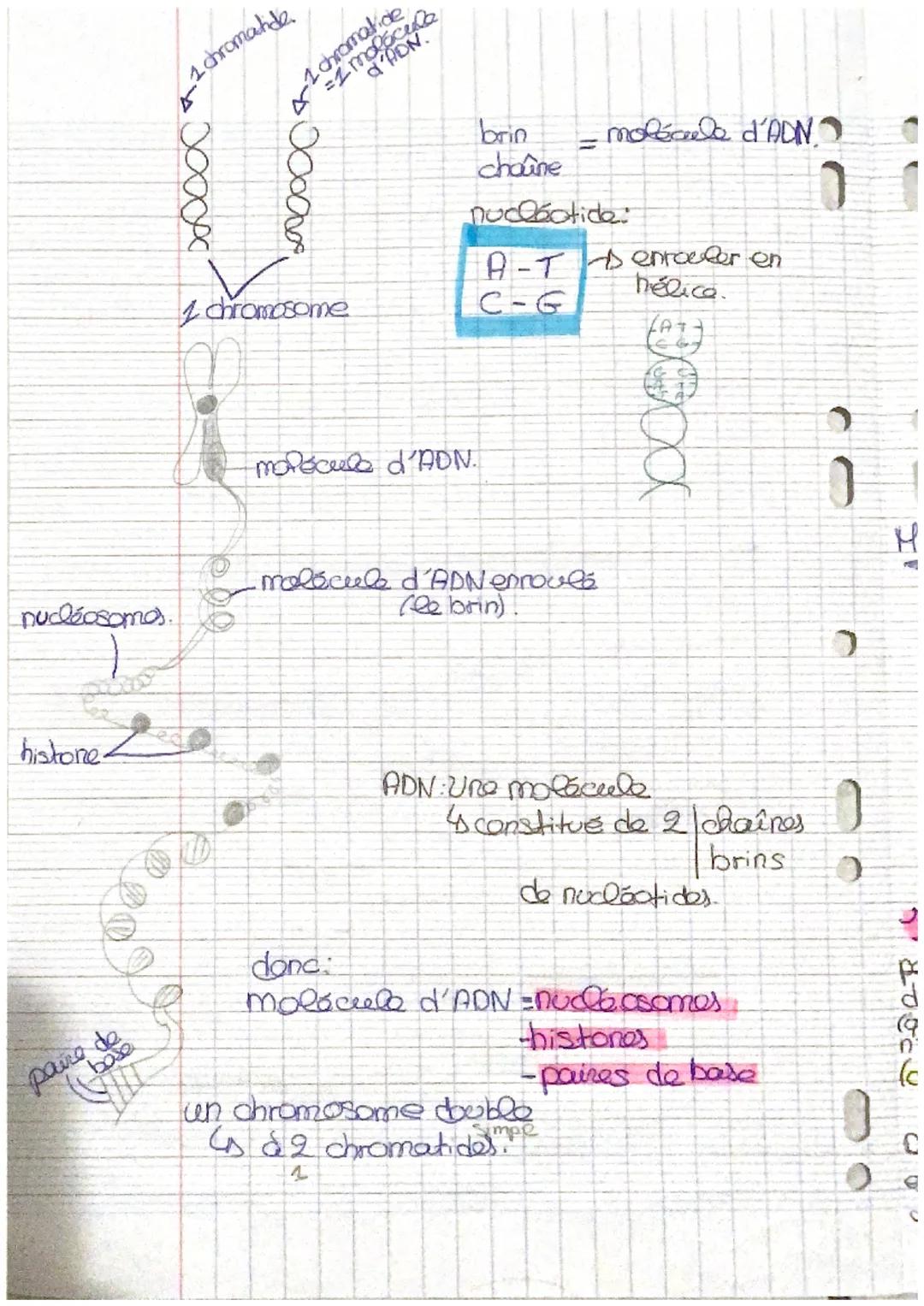 SVT.
decondensation

(206) (phase $G_1$: chromosome à 1 chromatide
interphase phase S duplication des chromosomes, et réplication
passord 2
