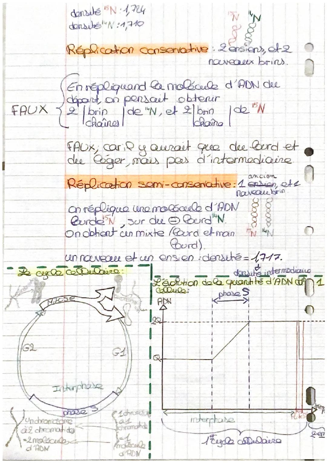 SVT.
decondensation

(206) (phase $G_1$: chromosome à 1 chromatide
interphase phase S duplication des chromosomes, et réplication
passord 2
