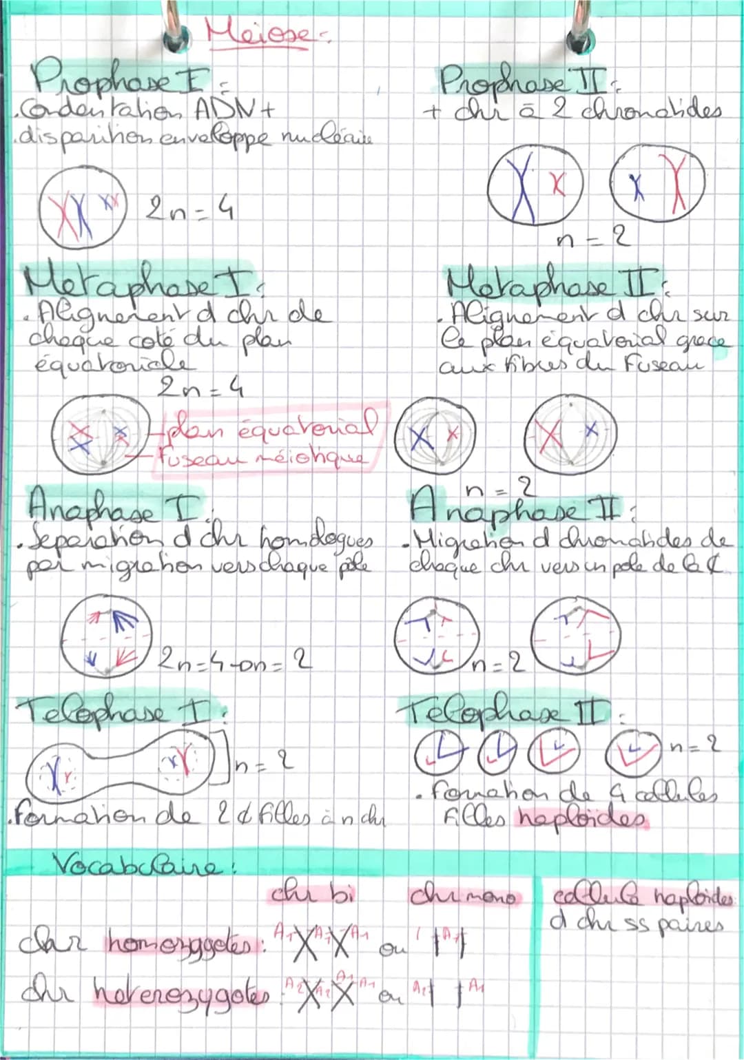 Sut spé
•Chapitre 1: de Fansmissio
partt du patrimoine génétique ches
les Eucaryotes
Mitose
Cellules sendtiques.
1 dir cellulaire
-D4 étapes