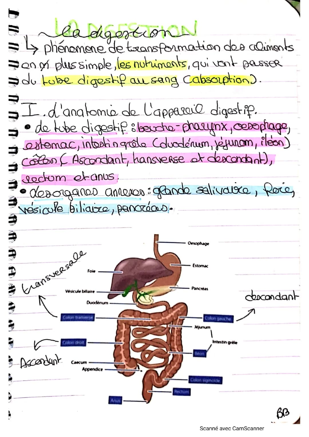 la digestion (complet)