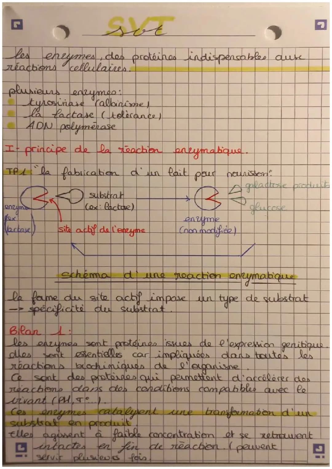 Les Enzymes