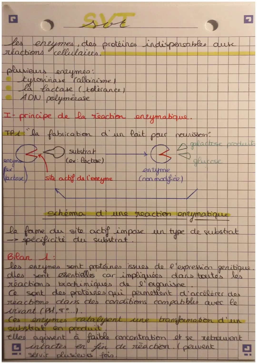 les
enrymes, des protéines indispensables ause
reactions cellulaires.
plusieurs enzymes:
tyrosinase (albinime,
la lactase (tolérance)
ADN po